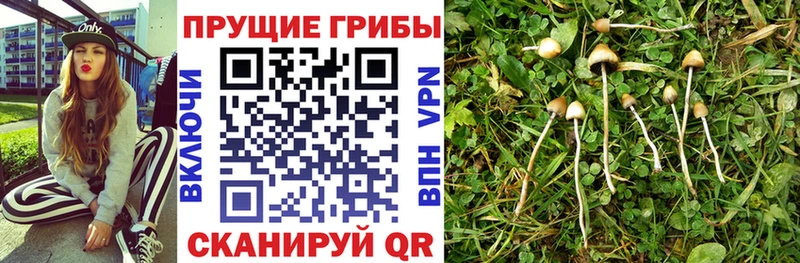 Псилоцибиновые грибы Magic Shrooms  Строитель 